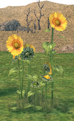 Mabinogi Homestead Young Sunflower Patch