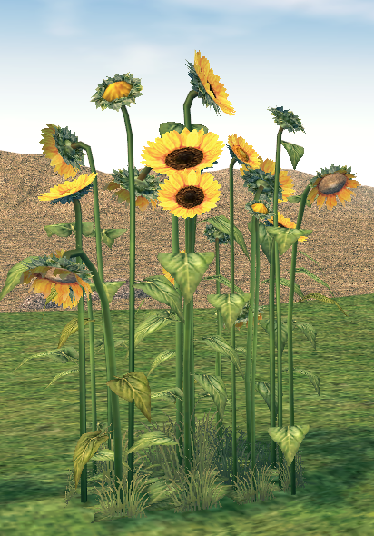Mabinogi Homestead Abundant Sunflower Patch