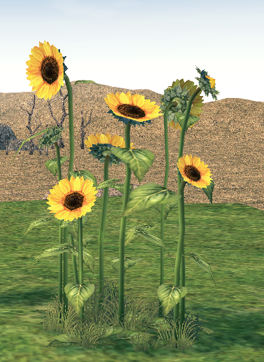 Mabinogi Homestead Large Sunflower Patch