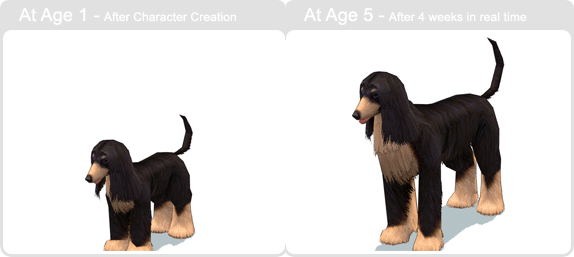 item_animal_afghanhound_002.gif