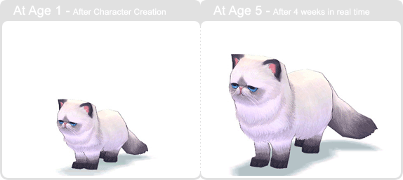 item_animal_himalayan-cat_002.gif